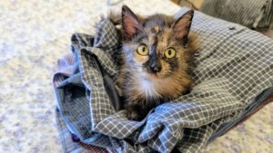 20221008_134104 "Chianti", our new kitten. We found her along the highway near our home.