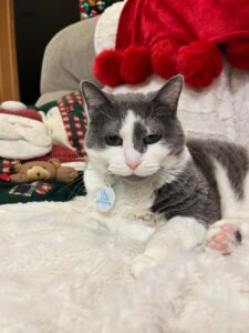 Spritzy, 13 yrs old.