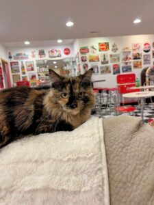 Chianti, 1 year old.