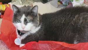 20241225_145130 Spritzy, 14 yrs old.