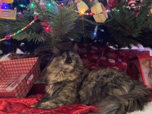 462734183_560500603562786_5600398246796512886_n Chianti, 2 years old.