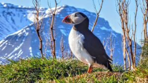 We saw hundreds of puffins up close at Borgarfjarðarhöfn, in Bakkagerði, Iceland
