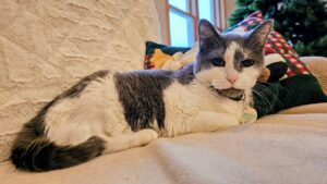 In memory of Spritzy, our 15 yr old cat that crossed over the rainbow bridge in November.